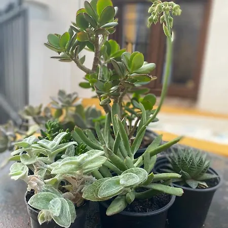 La Casa Grande De Adolfo