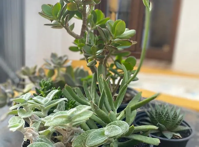 La Casa Grande De Adolfo